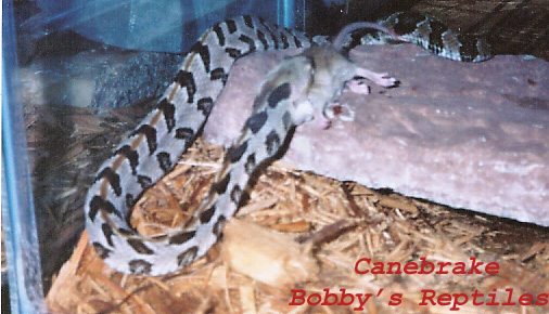 My 1.0 Canebrake copy.jpg [107 Kb]